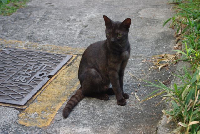 去り際に見送ってくれた黒猫。