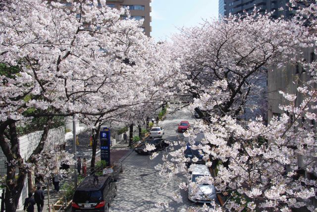 歩道橋の上より。ビルの谷間に密度の濃い桜が続きます。