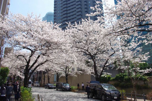 坂にきれいな桜並木が続きます。沢山の人が行き交い撮影します。