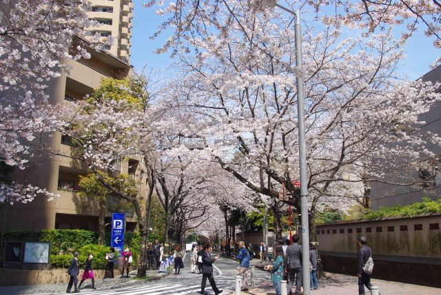 左側のスペイン大使館沿いにも桜が続く。