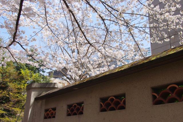 スペイン大使館の独特な模様の塀と桜の枝。