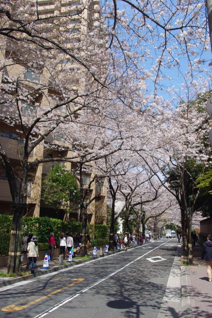 整備された直線の道にきれいな桜のアーチが続く。