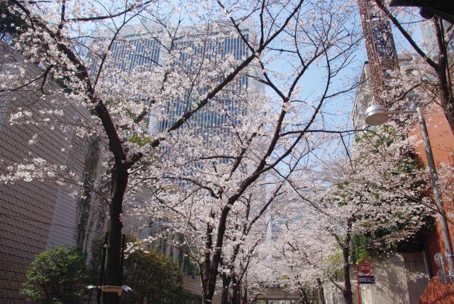 直角に曲がった先の道にも桜が続く。