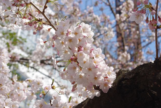 間近に見るきれいな桜の花々。