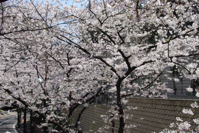 歩道橋の上は桜であふれる。