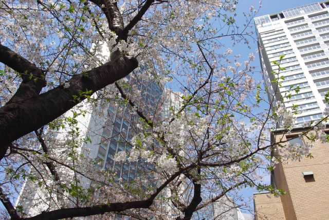 どこからか桜坂と名を変える。この木だけ葉桜が混在。