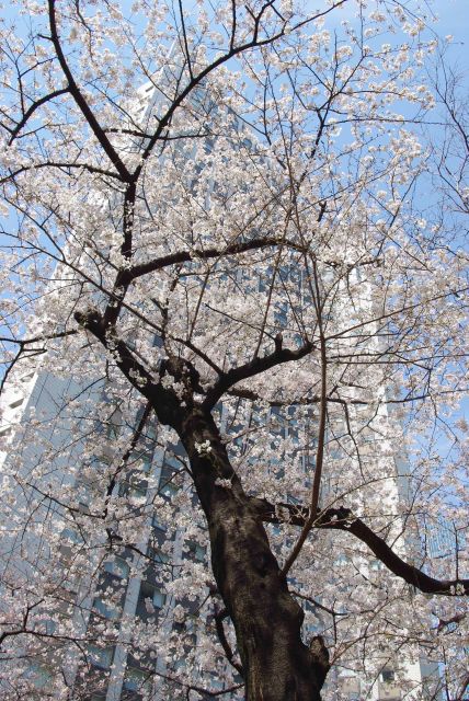 大きな桜の木を見上げる。