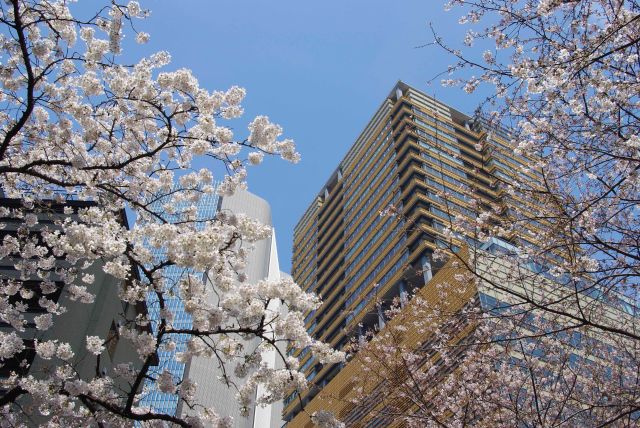 見上げる高層ビルと桜。