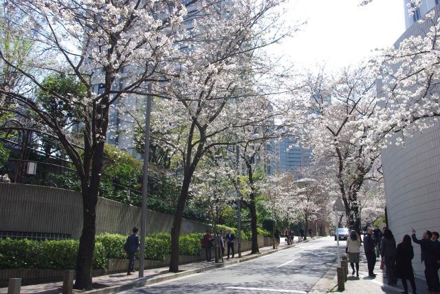 桜坂の桜並木。スペイン坂よりは控えめな印象。