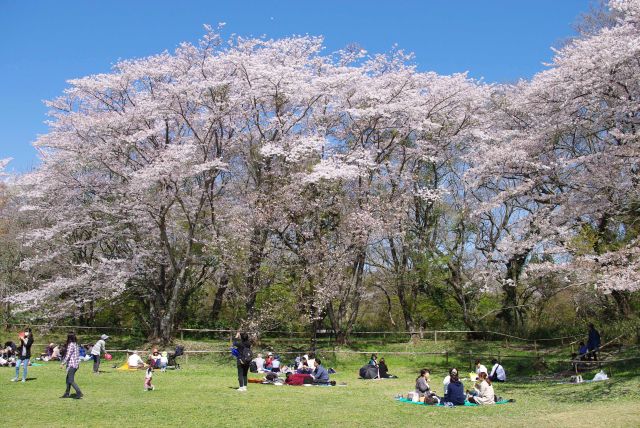 佐倉城址公園の桜の写真ページ