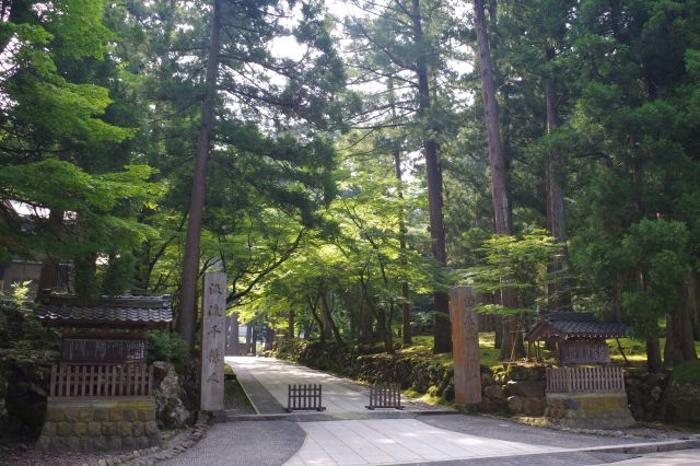 永平寺入口へ。自然の空気の中、豊かな緑の大木が林立する。