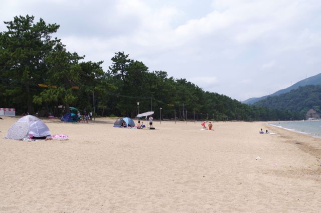 砂浜の陸側には松原が続きます。