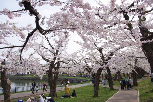 堀の外側、満開の桜が沢山！人も多い。