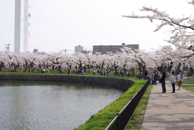 濠沿いに続く美しい桜並木。沢山の人が桜を楽しむ。