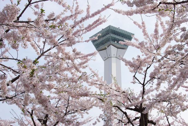 桜と五稜郭タワー。