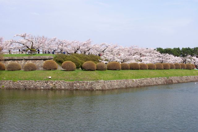 土手にあふれる桜の木々。