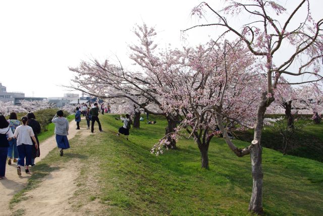 土手沿いにきれいな桜が続く。