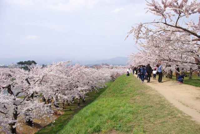 桜がいっぱいの心地よい土手道。