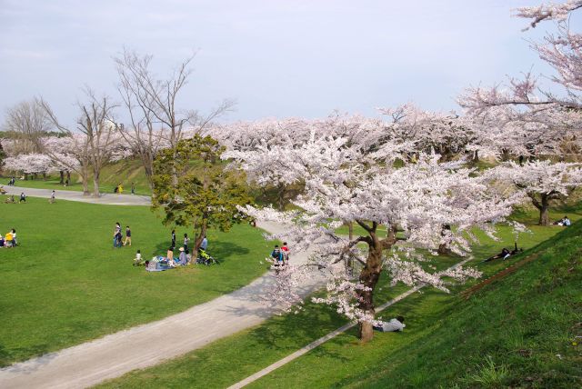 土手にあふれる桜がきれい。