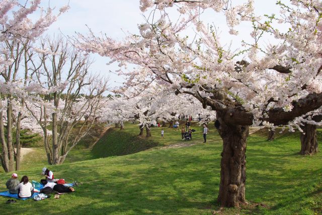 広範囲に桜がいっぱいで素晴らしい場所でした。