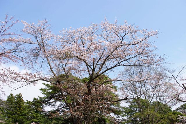 大きな桜の木。