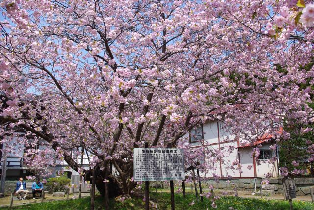 光善寺境内には立派な桜の木。