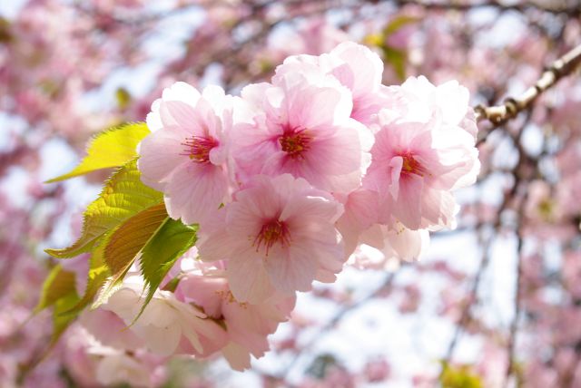 桜の花びら。