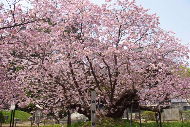 1本だけでとても存在感のある大きな枝ぶりと密度の濃い桜。