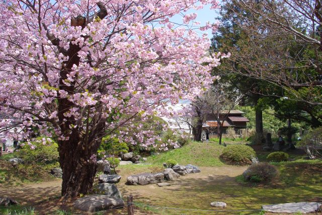隣の桜の木と庭園。