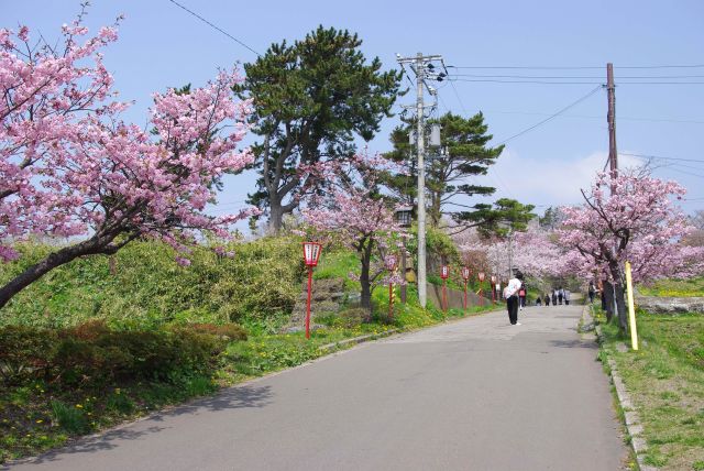 松前城入口へ。桜が出迎えます。