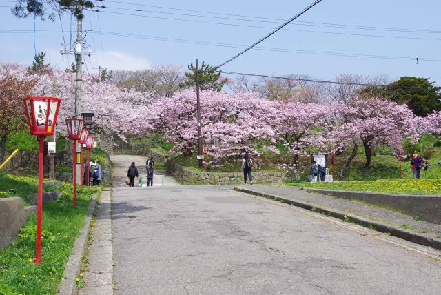 色の違う美しい桜が並びます。