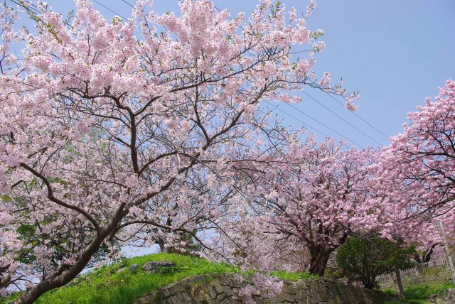 美しい桜を見上げる。