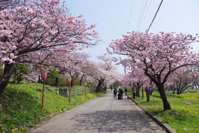 心地よい桜のアーチを進みます。