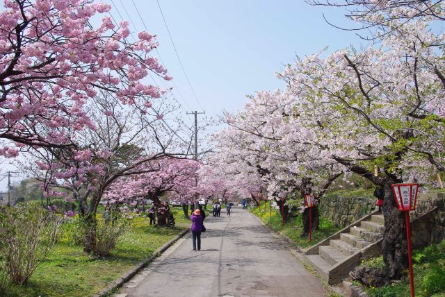 最初の通りだけでも美しい桜を堪能できました。濃淡2色なのが良いですね。