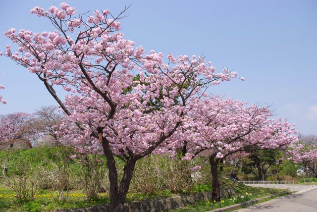 二ノ丸方向の道へ。こちらもきれいな桜が並ぶ。