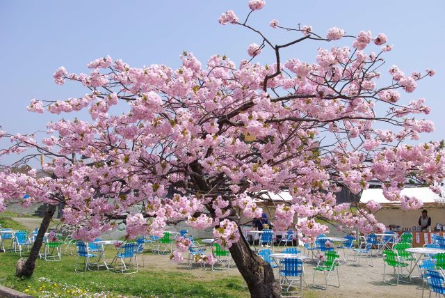 本当に美しい満開の桜がいっぱい。