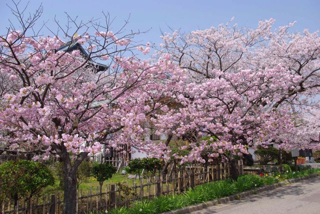 本当に見事で美しい桜の木々が続きます。