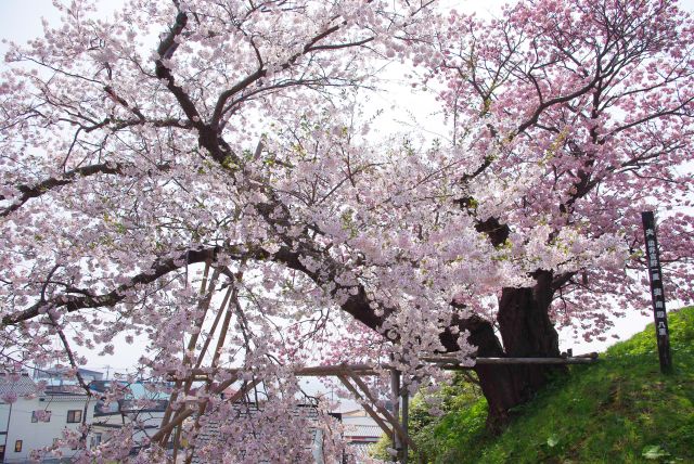天神神門の先、ソメイヨシノと南殿の夫婦桜。