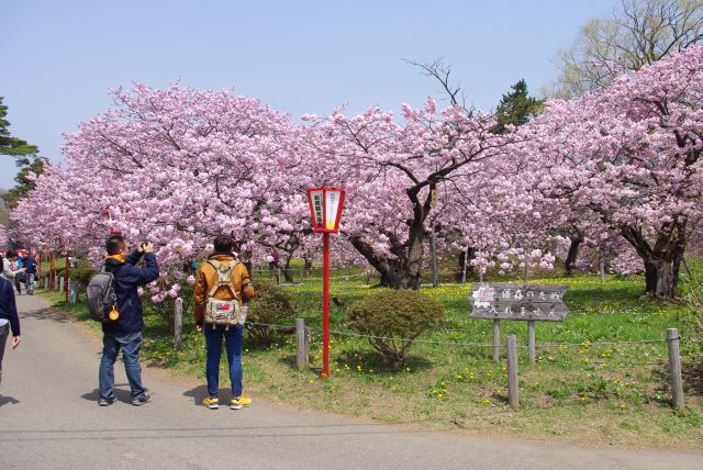 桜見本市方面も桜がびっしり。