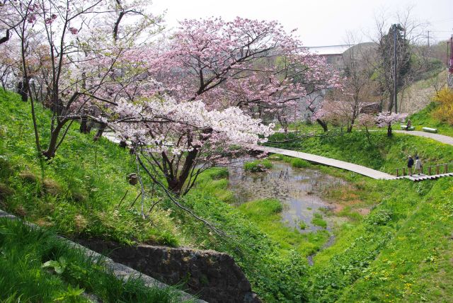 西側の土手上も桜がいっぱい。
