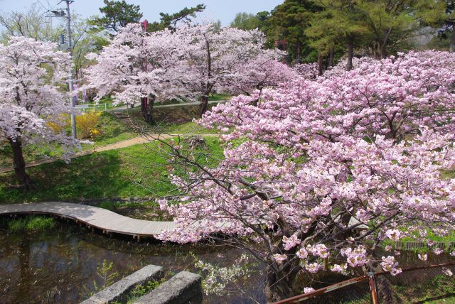 水路を囲うきれいな桜。