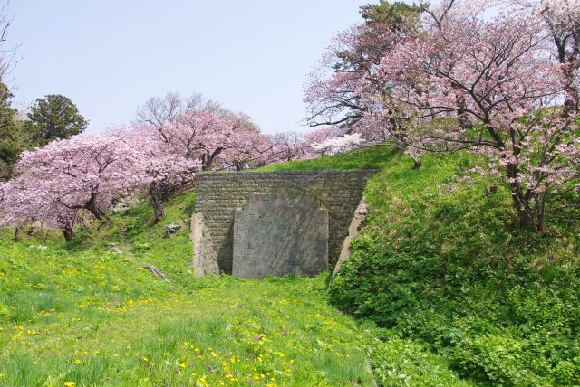 鉄道遺構を囲う桜とたんぽぽの道。