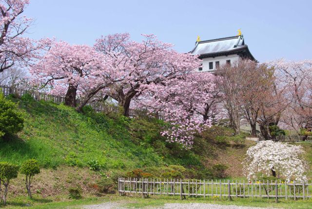 大手門跡付近からの桜と天守。