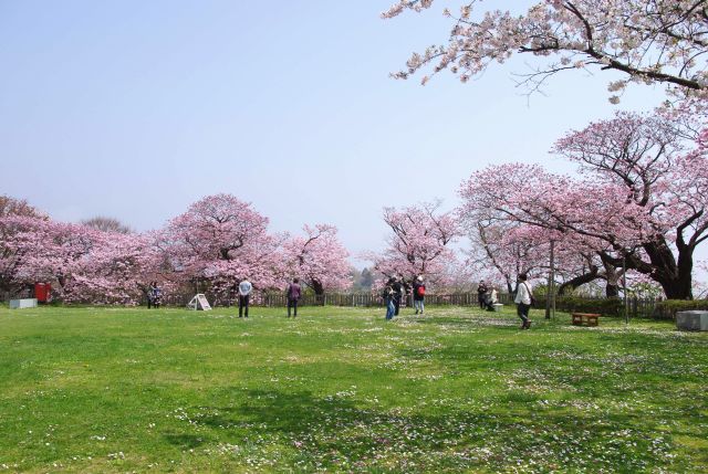 門の先の南側の広場、周囲に桜がいっぱい。