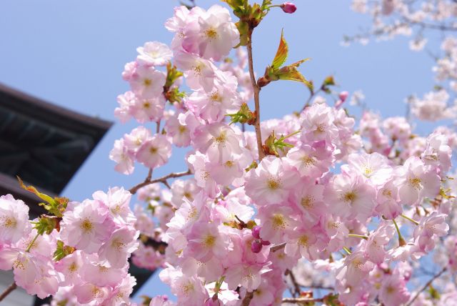 美しい桜の花びら。