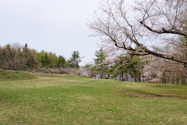 四稜郭周辺の広場は桜が囲う。
