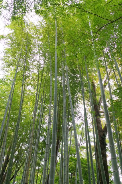 見上げる高さに伸びる竹。