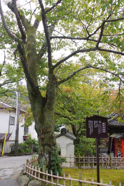 その名も修禅寺寒桜という品種の桜があります。