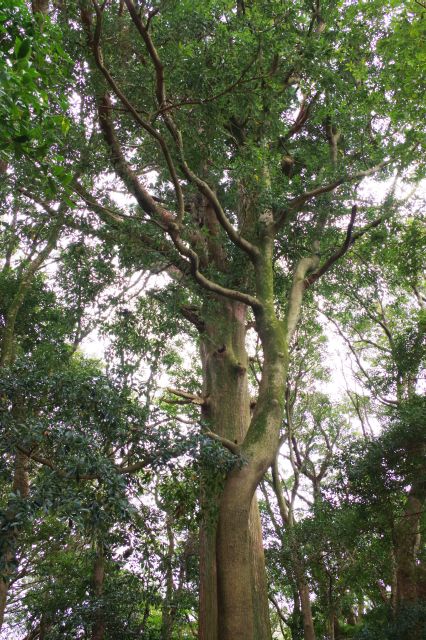 その横には一際大きい「矢立の杉」。樹高31.5m、推定樹齢500年。