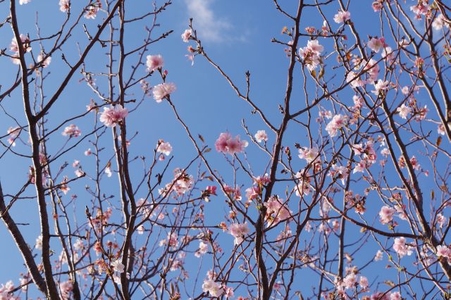 アーコレードという桜が咲いています。